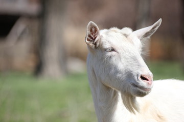 white goat in a green meadow namascusa