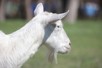 white goat in a green meadow namascusa