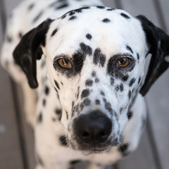 head of a dalmatian dog