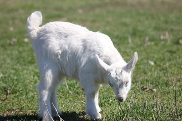white goat walking a green meadow pasture