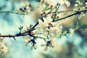 background of spring white cherry blossoms tree