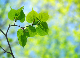 green leaves