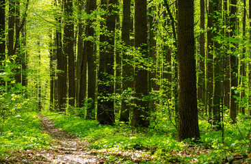 Fototapeta premium zielony las