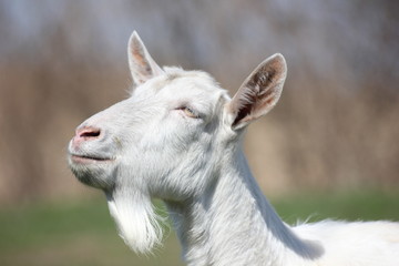 Fototapeta premium white goat in a green meadow namascusa