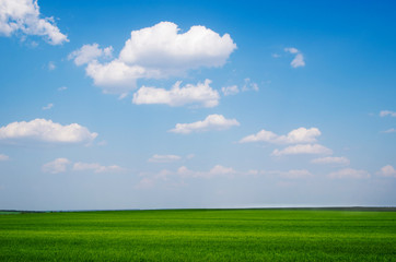 green field and blue sky