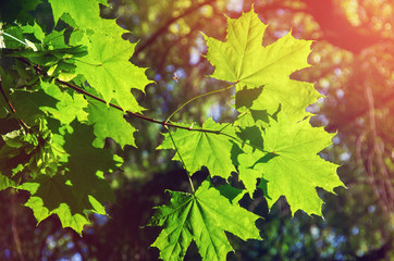 green leaves on the green backgrounds