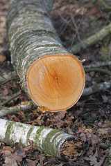 Fototapeta premium Brennholz