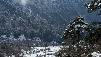 Pine tree covered with now