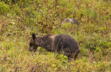 Brown bear in the natural environment in the Western Tatra mountains in Poland