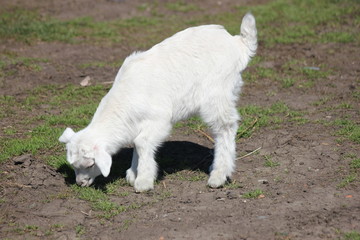 a goat on a pasture meadow