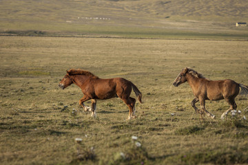 Two foals running freedom in a green field