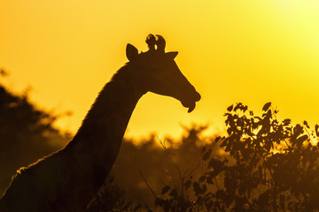 Giraffe in Kruger National park, South Africa © PACO COMO