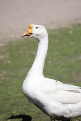 the dog is a Staffordshire Terrier for a walk the pasture meadow
