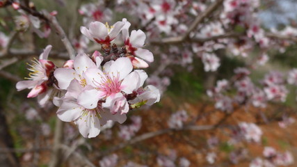 Mandelblüte im Frühling
