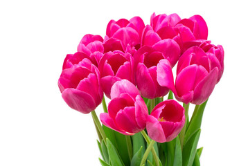 tulips on white background, close up