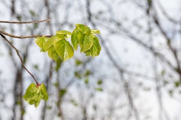 New flowered trees in the park in spring.