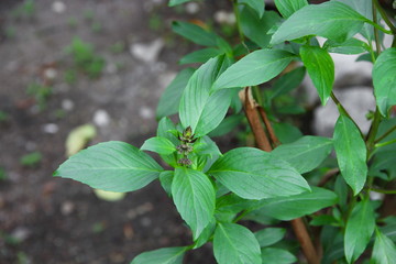 fresh basil leaves herb green on garden
