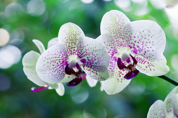 Fototapeta na wymiar orchid isolated on a green background