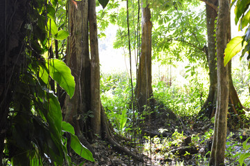 Deep in the jungle of Rio Dulce and Lago Izabal, Guatemala. Central America. Selective focus landscape © travelphotos