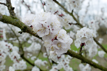 Apricot blossoms on a branch in a orchard.