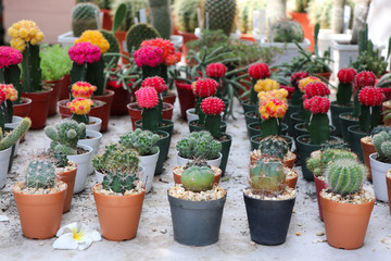 Gymnocalycium mihanovichii colorful cactus in pot