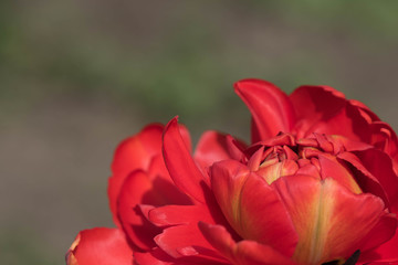 Close up flowers background. Amazing view of colorful red-yellow tulip flowering in the garden and green grass landscape at sunny summer or spring day.