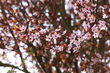 Spring flowering / Spring flowering of fruit trees