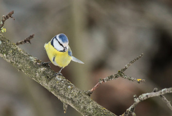 Eurasian blue tit (Cyanistes caeruleus)