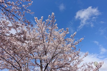 桜