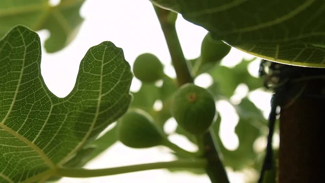 Nature and ecology. Fig tree on a sunny day. Slow motion, dolly shot