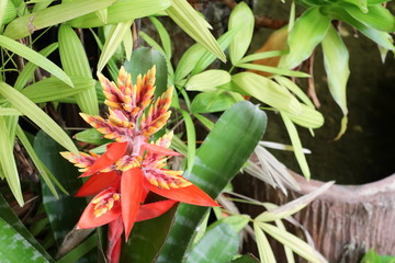 bromeliad flower red beautiful natural in garden