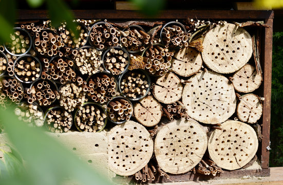 insect hotel with wild bees and wesps