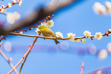 The Japanese White eye and white plum blossoms. Located in Tokyo Prefecture Japan.