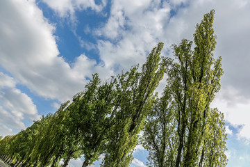 Fototapeta premium Pappeln und Himmel