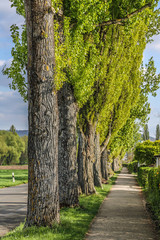 Pappeln in Rüppurr