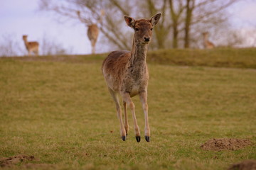 Naklejka na ściany i meble flying deer, young deer jumping over the meadow in springtime
