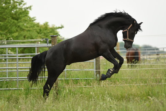 Hengst auf Weide