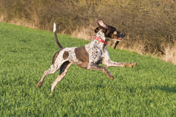 Dog playing on a meadow