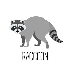 Obraz premium Cute raccoon cartoon vector illustration isolated