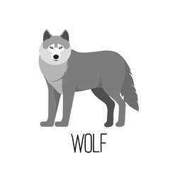Vector illustration of cute cartoon wolf isolated