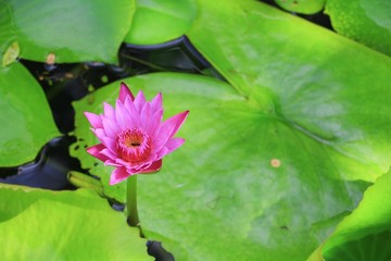 Lotus flower or water lilly pink beautiful in nature © pramot48