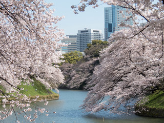 Naklejka premium 桜の名所「千鳥ヶ淵」