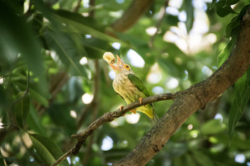 Lineated Barbet bird on the branch