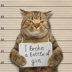 The wild cat broke a bottle of expensive gin. He was arrested for it. - obrazy, fototapety, plakaty