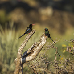 Green wood-hoopoe in Kruger National park, South Africa