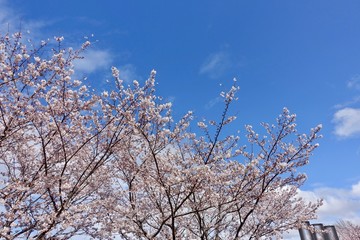 桜