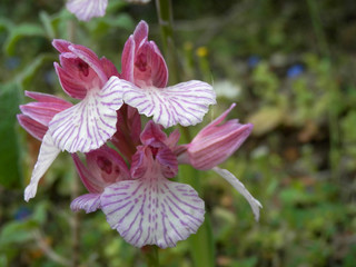 Orchidea selvatica