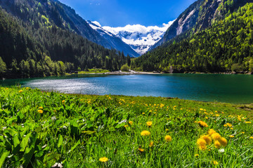 Fototapeta na wymiar Amazing mountain landscape with lake and meadow flowers in foreground. Stillup lake, Austria, Tyrol