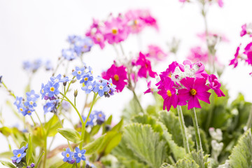Fototapeta na wymiar プリムラとワスレナグサの花