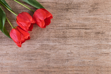 Red Tulips on light brown stone background. Minimalist style, copy space